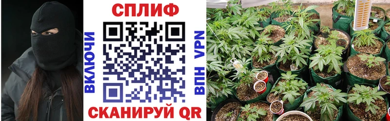 Шишки марихуана планчик Бабушкин